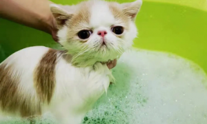 猫用了一次人的沐浴露怎么办