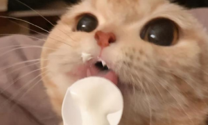 猫咪晚上吃酸奶叫的原因