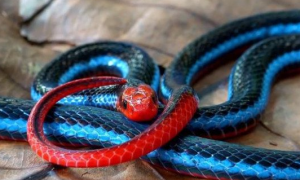 青蓝色的蛇是什么蛇