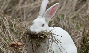 兔子吃草会不会撑死