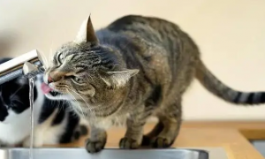 猫咪为什么要喝水呢