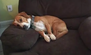 狗狗喜欢用背一直磨蹭沙发