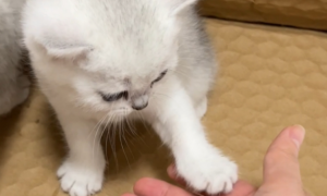 猫咪为什么害怕握手动作