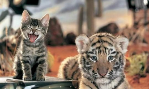 猫咪可以吃老虎吗为什么呢