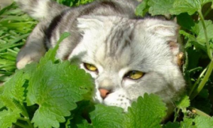 为什么猫咪讨厌薄荷味道