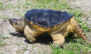 北美鳄龟是保护动物吗