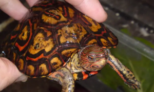 洪都拉斯木纹龟能水养吗