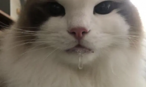 猫咪被打为什么流口水了