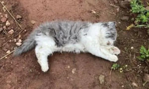猫死了不能入土是真的吗