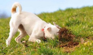狗狗为什么会一直在吃草呢