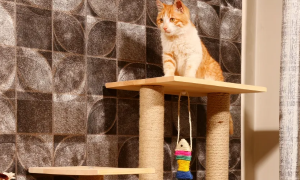 猫爬架和猫抓板哪个好