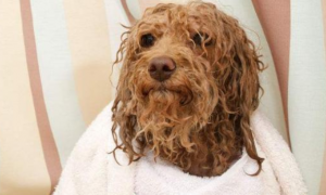 为什么狗狗洗了澡还是臭臭的