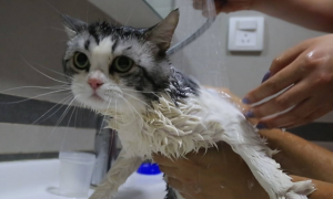 为什么猫咪喜欢看你洗澡