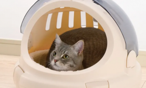 猫咪为什么睡太空箱里面呢