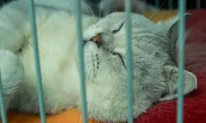 猫咪为什么想睡笼子里呢