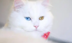 白色异瞳猫大概多少钱一只