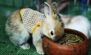刚从市场上买回的兔子要喂多少兔粮?