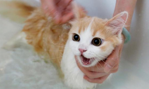 为什么猫咪跳蚤洗不完澡