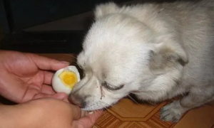 为什么狗狗可以吃鸡蛋呢