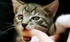 为什么猫咪要玩手指