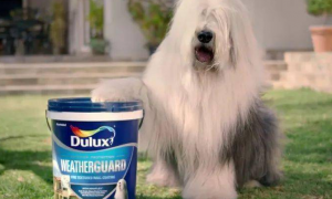 做油漆广告的是什么狗