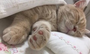 猫咪睡小床舒服吗为什么呢