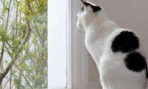 为什么猫喜欢在窗户边