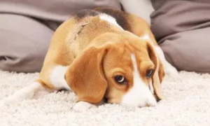 狗狗为什么舔地毯呢