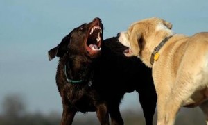 狗狗打架为什么喜欢嘴咬呢