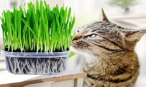 养猫咪可以养什么植物