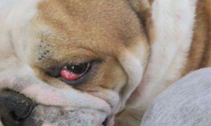 狗狗眼球有红血丝是怎么回事