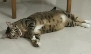 猫咪为什么躺着不停叫呢