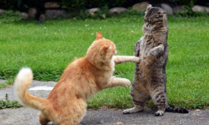 猫猫为什么会打架