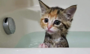 猫咪洗澡为什么会害怕声音呢