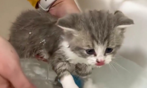 猫咪洗澡为什么会那么难