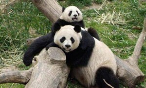 大熊猫人工授精