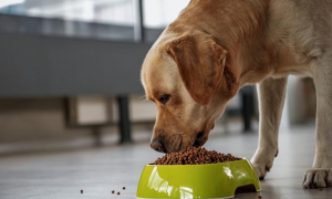 如何让狗狗吃饭不吃狗粮呢