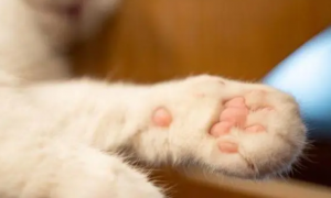 为什么猫咪的爪子很冷很冷呢