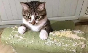 猫喜欢破坏东西怎么办