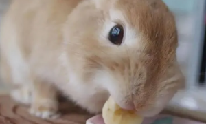 一个月的兔子吃多少兔粮
