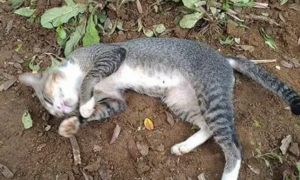 猫咪死了为什么要埋地下呢