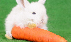 兔子可以承受多少厘米
