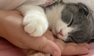 为什么猫咪要我抱着睡觉呢