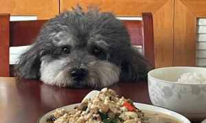 为什么狗狗不能吃小狗粮的原因