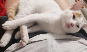 猫为什么喜欢睡在主人腿中间