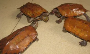 海南枫叶龟和广西枫叶龟区别