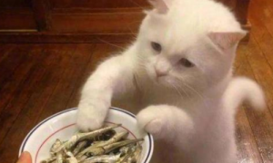 猫咪为什么不会吃小鱼小虾
