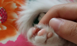 为什么猫咪爪子是白色的