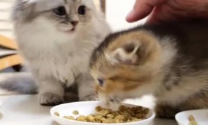 猫咪为什么感觉吃不饱的原因
