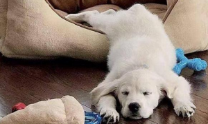 为什么狗狗总抬前腿睡觉呢
